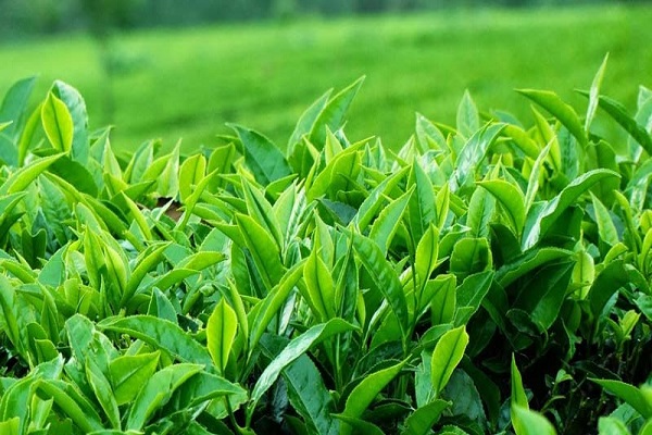ĐÔI MẮT QUÊ CHÈ