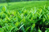 ĐÔI MẮT QUÊ CHÈ